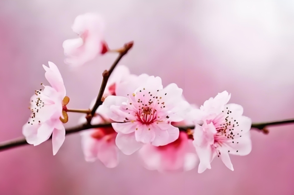 属马的人2014年运程图片