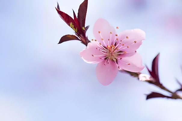 家里进老鼠是发财图片