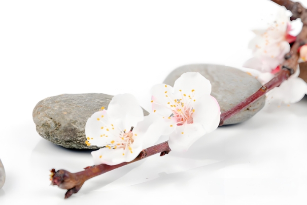 女人梦见小蛇预示着什么意思图片